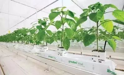 雄霸世界！荷蘭農(nóng)業(yè)靠這5大經(jīng)營(yíng)模式與種植技術(shù)開(kāi)發(fā)