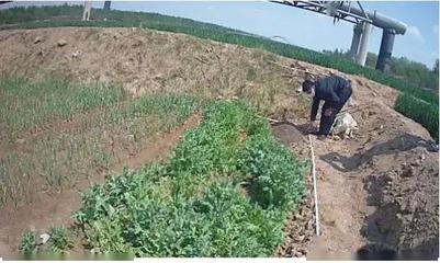 重要提醒！別再把它當(dāng)野菜種植了！種植技術(shù)開(kāi)發(fā)指南